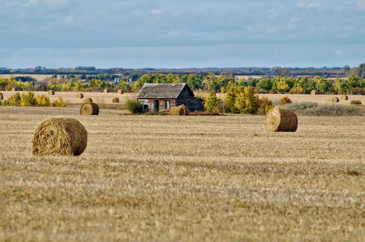Old shack and hay bales in a field near Delmas, 2013